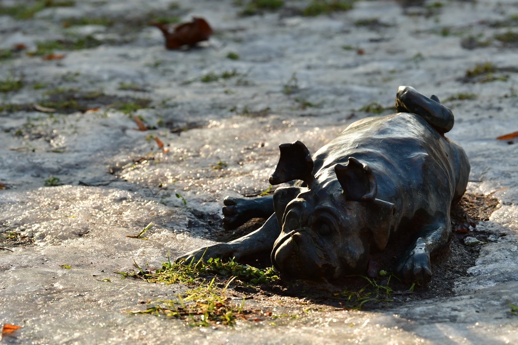 2026-01-08 Brandenburg an der Havel/Waldmöpse/DSC_2328.JPG